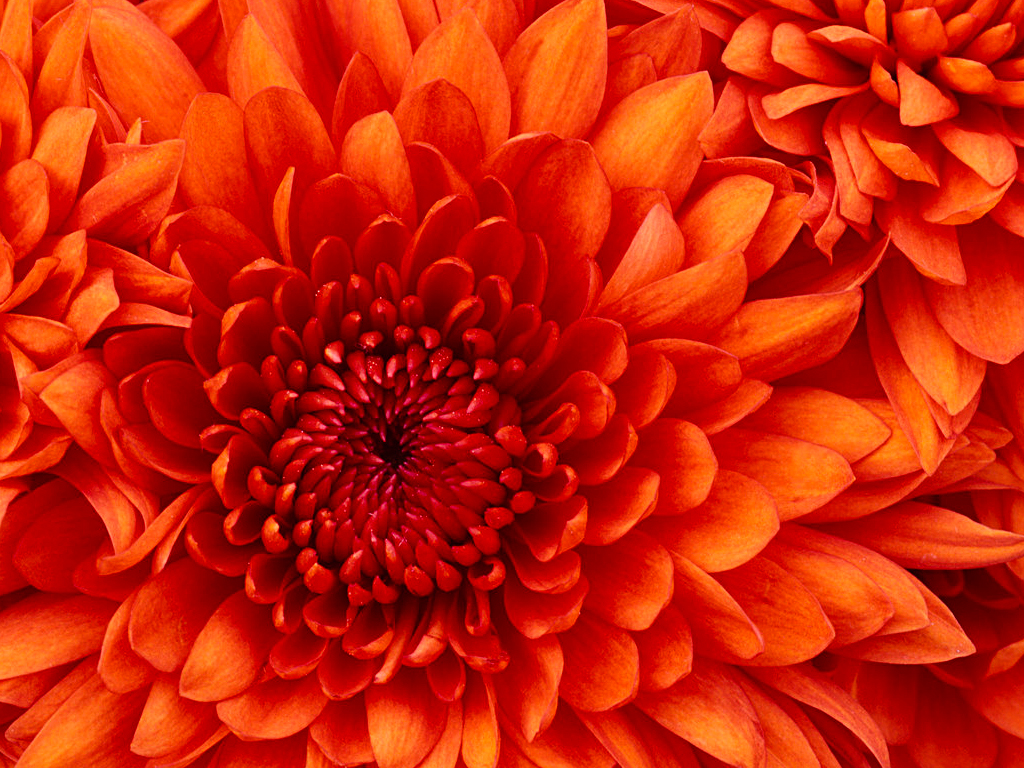 mb-file.php?path=2017%2F09%2F21%2FF1579_Chrysanthemum.jpg