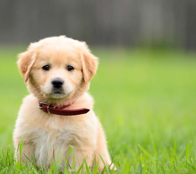 mb-file.php?path=2018%2F03%2F24%2FF1782_puppy.jpg
